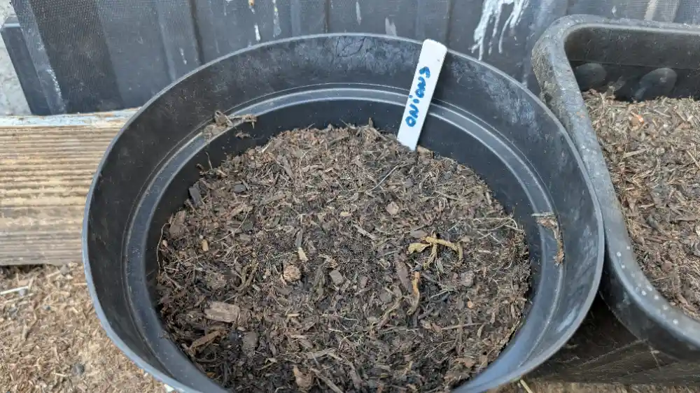 A photo of Onion Senshyu Yellow